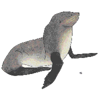Falklands Fur Seals
