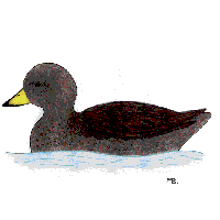Speckled (Yellow-billed) Teal
